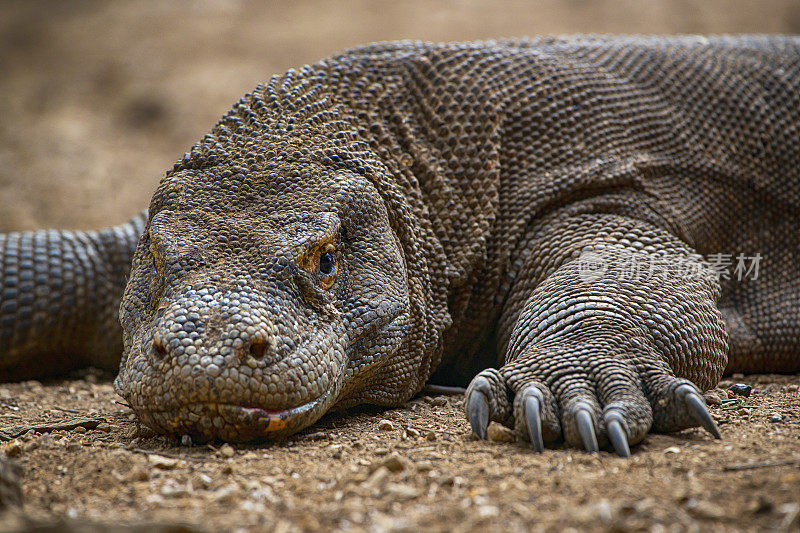 野生动物拍摄的科莫多龙(Varanus komodoensis)